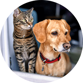 Cat and dog